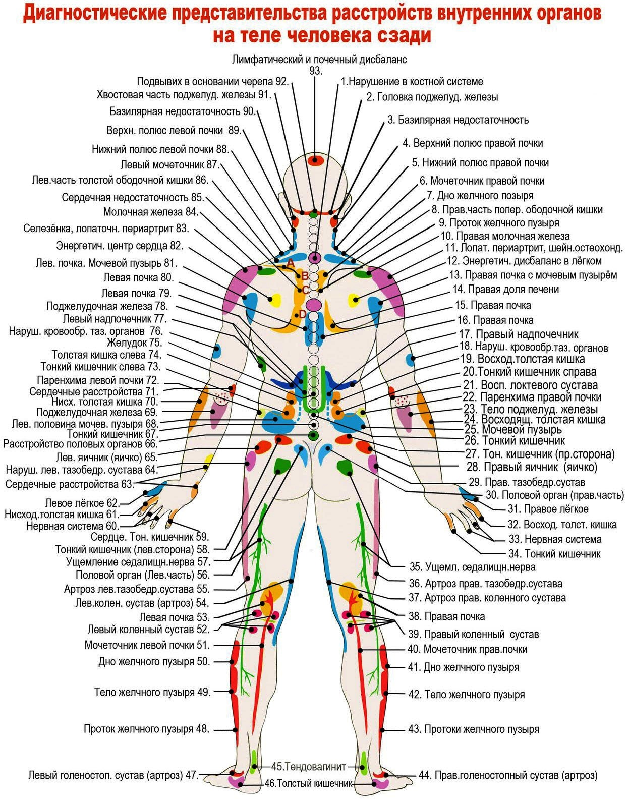 Расположение органов человека со спины фото